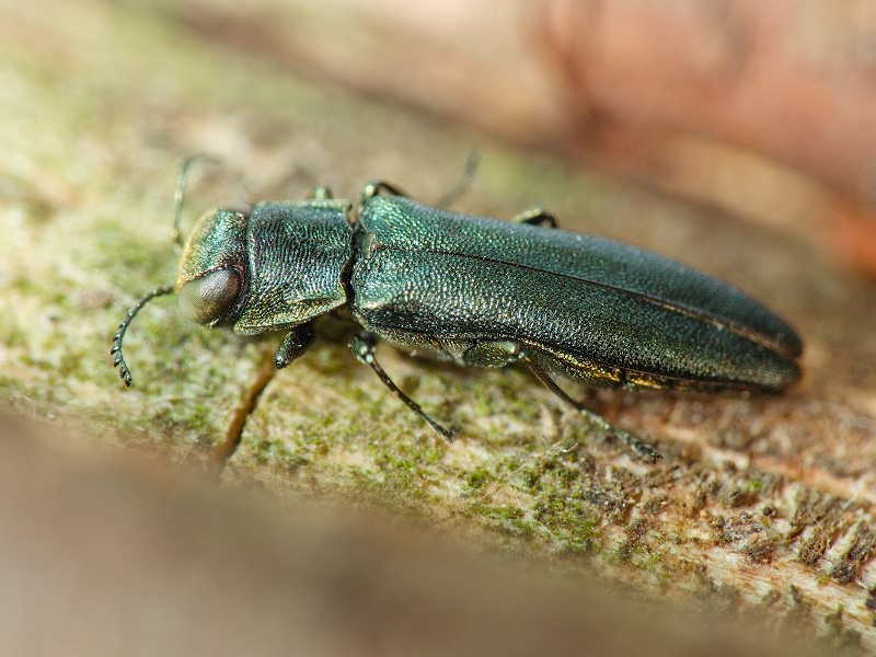 Agrilus angustulus angustulus (Illiger, 1803)
